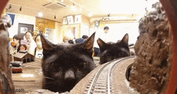 C5111489-032E-450C-9D55-CA5B7B703D72.gif