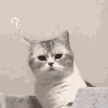 C8598AC7-A208-4DB1-BB87-A5A5C196F16C.gif