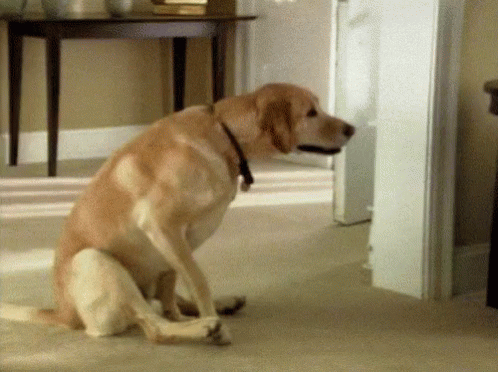 CA5822B2-F17C-4BAB-81C8-38AA28599894.gif