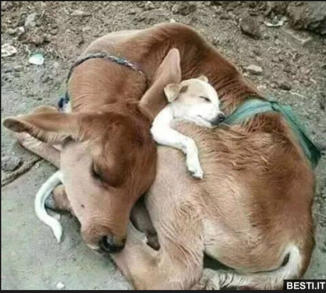 calf dog.png