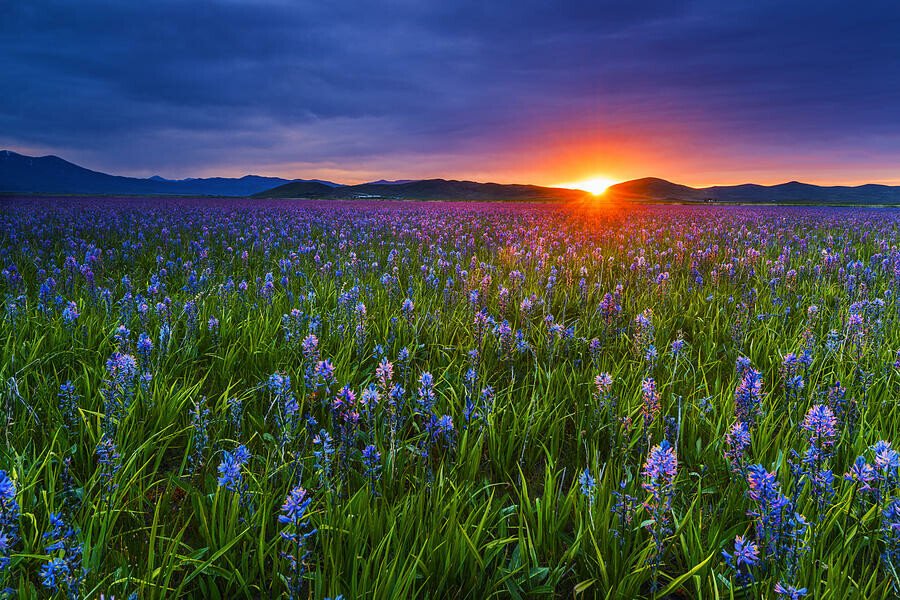 camas prarie id.jpeg