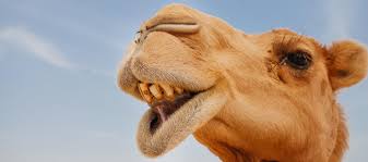 camel.jpg
