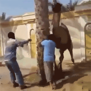 camel toss.gif