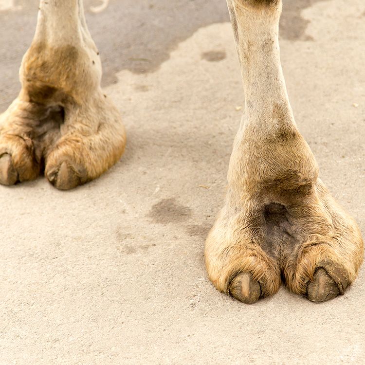 CamelToeActual.jpeg