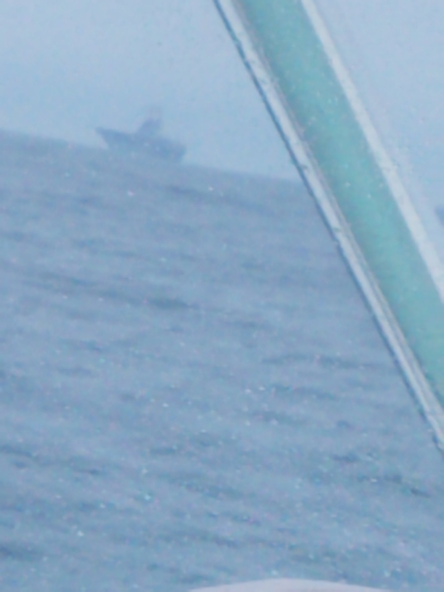 carrier.jpg