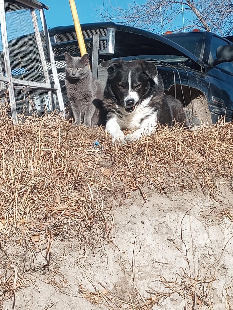 cash n cat guard duty.jpg