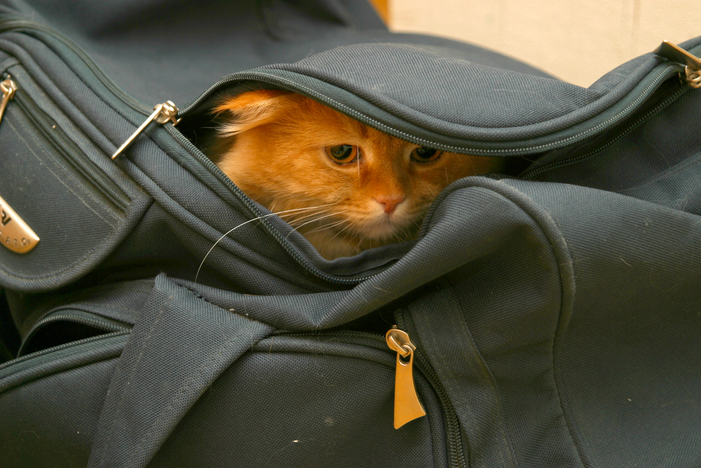 cat-bag.jpg