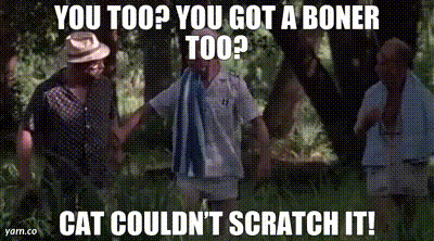 Cat can't scratch it gif.gif