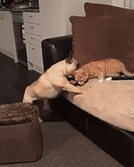  cat dog.gif
