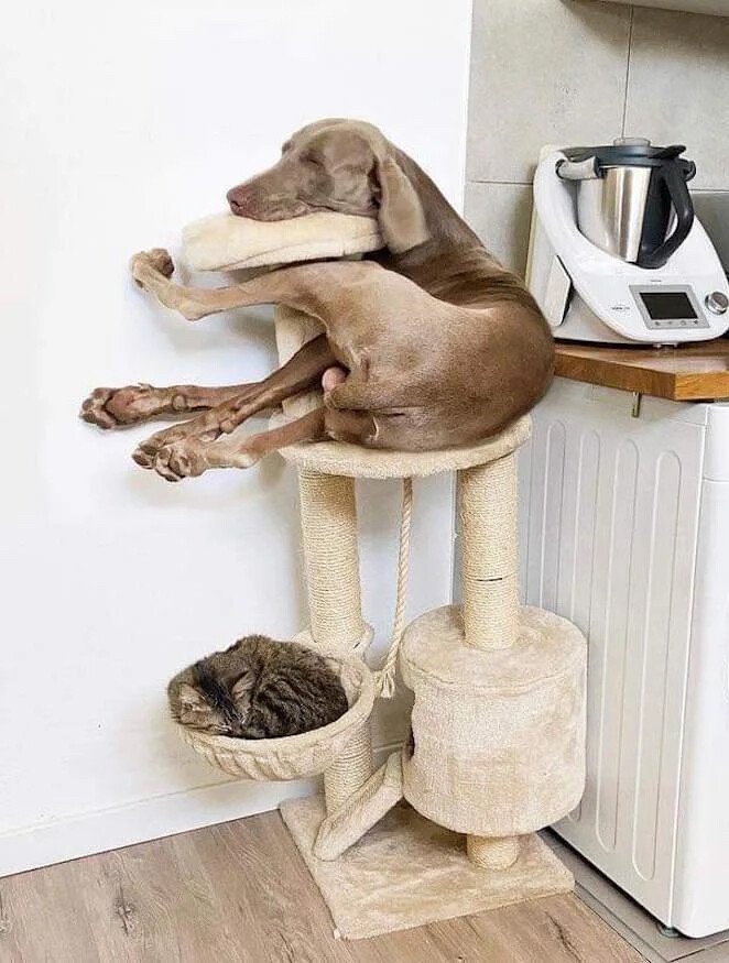 cat dog.jpeg