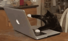 cat-fast-typing.gif