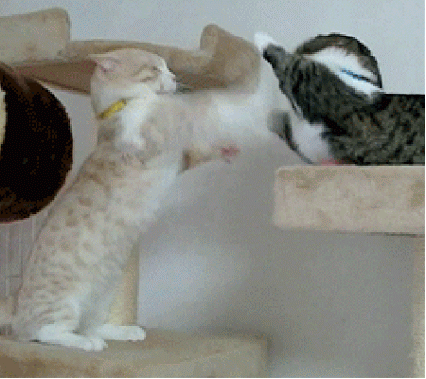 Cat fight.gif