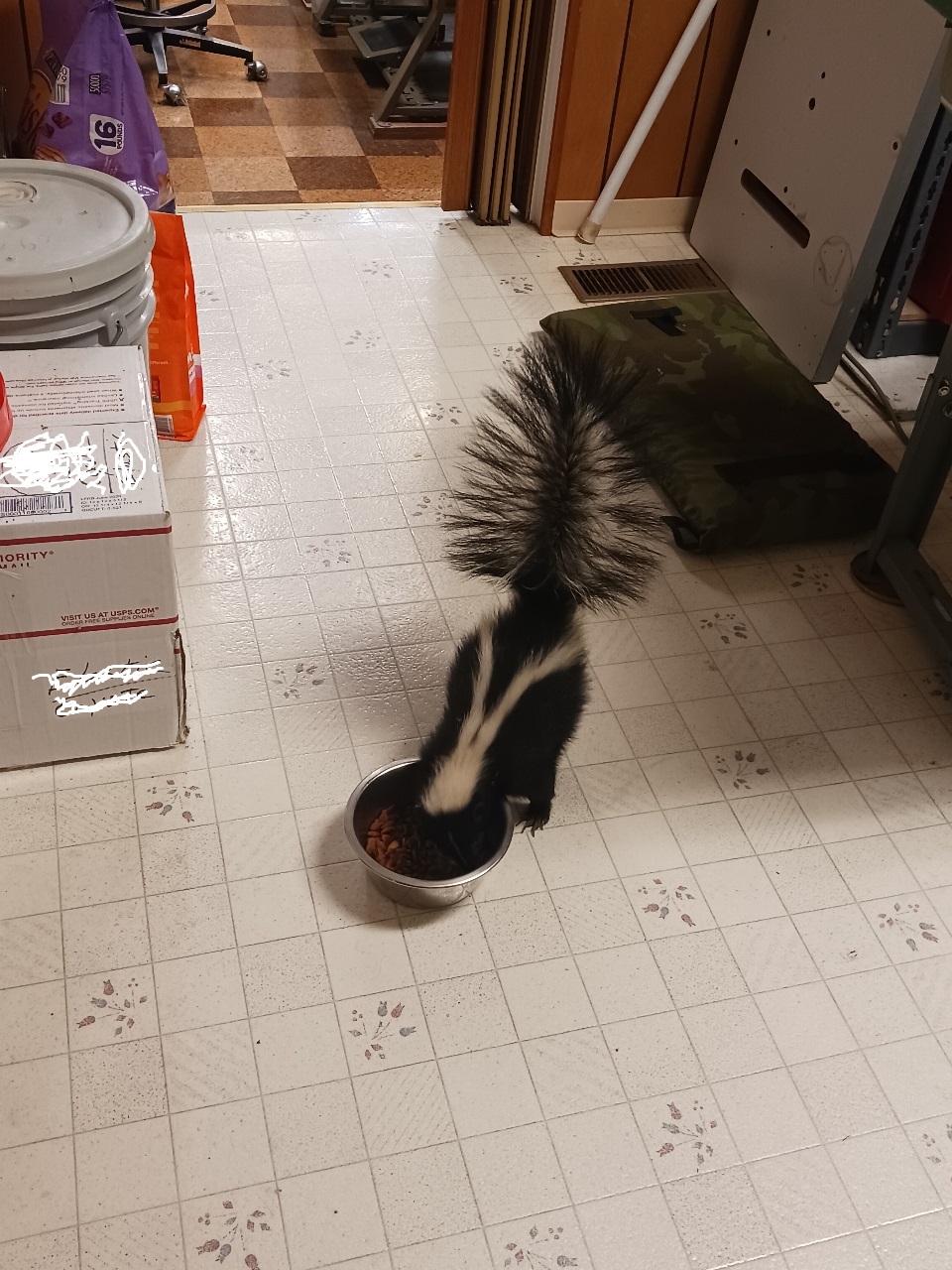 Cat Food 1.jpg