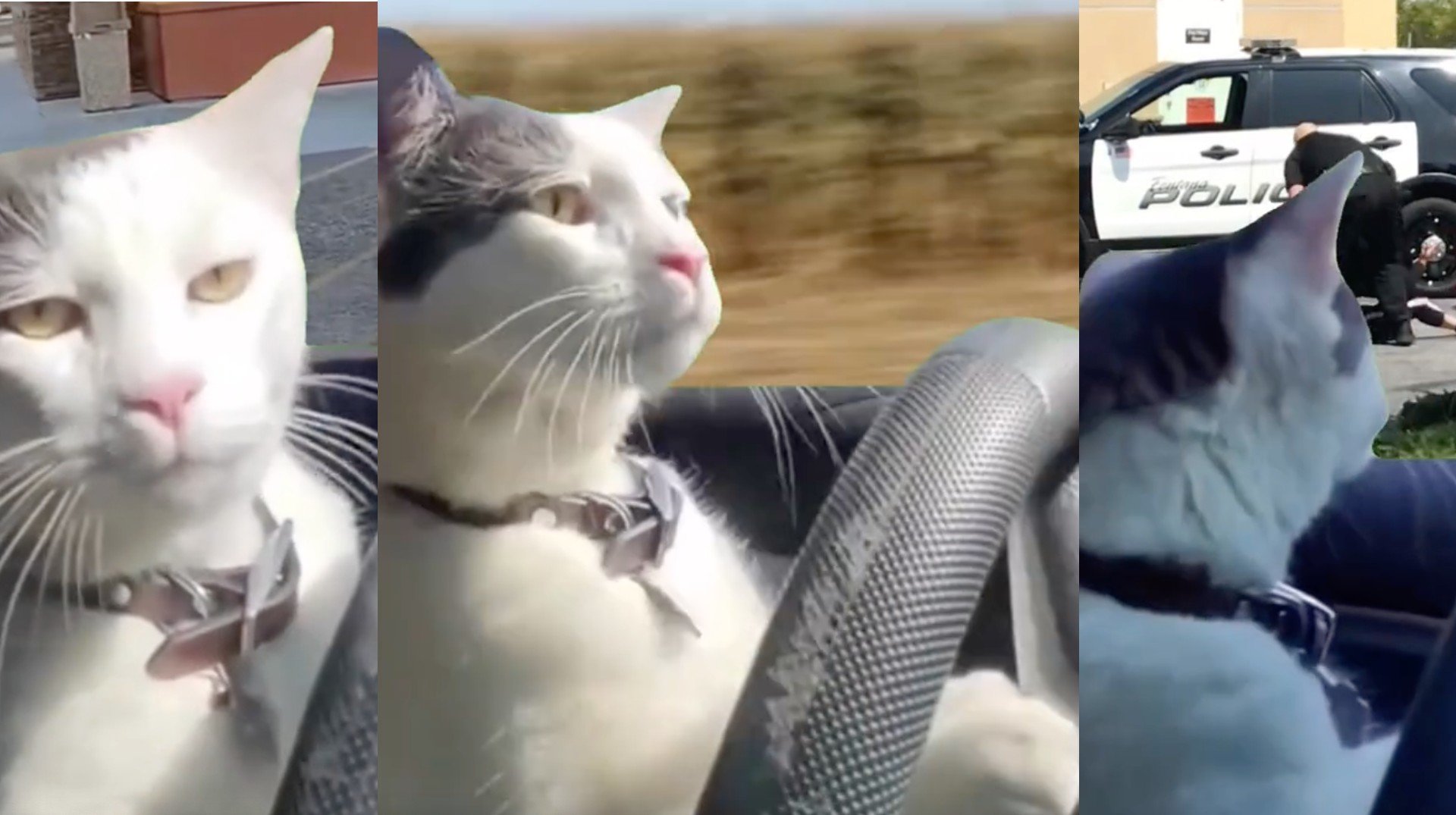 Cat hit Dog....jpg