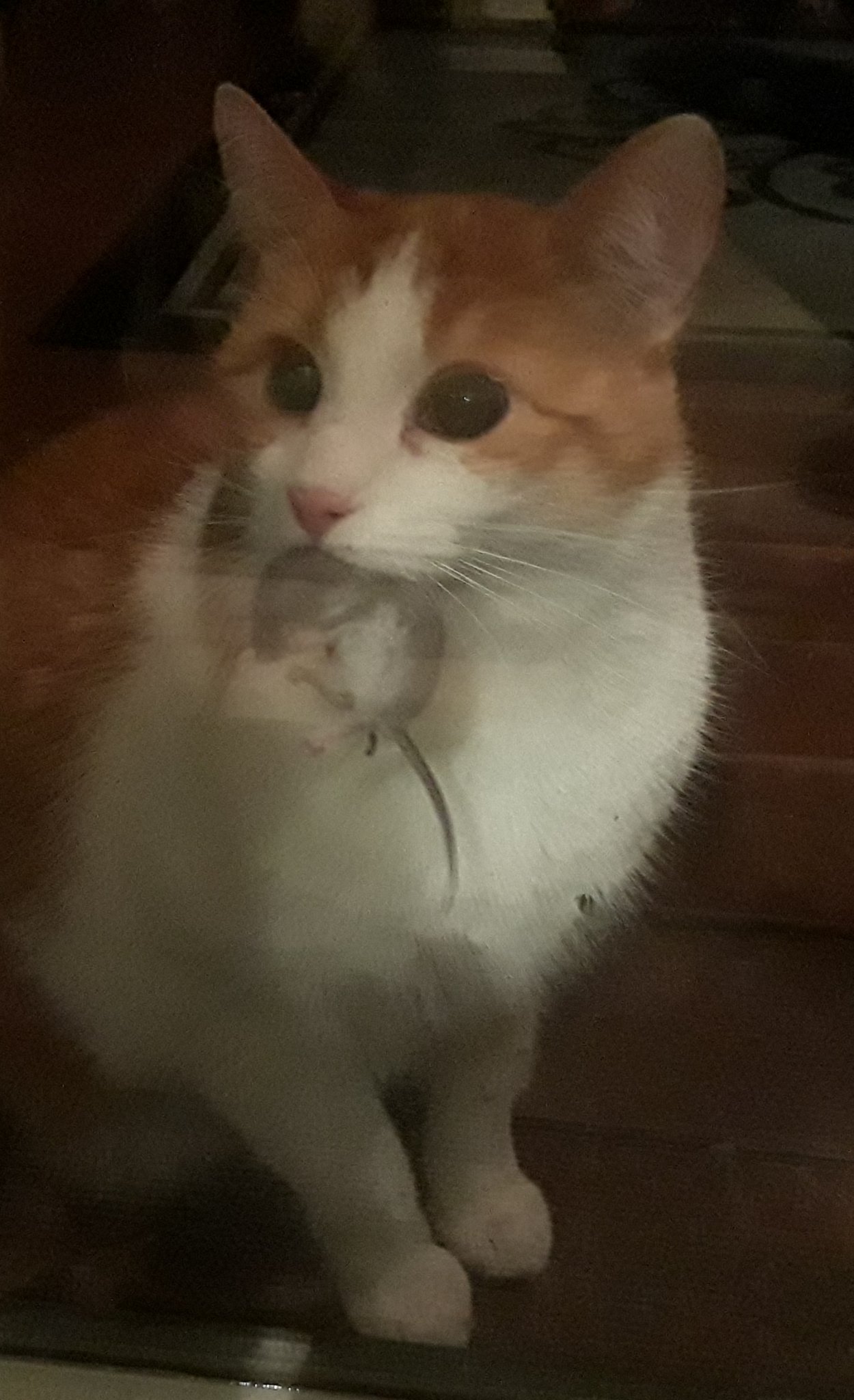 Cat.jpg
