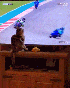 cat motorcycle.gif