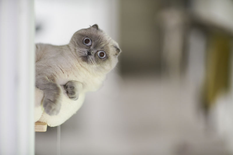 cat pic.jpg