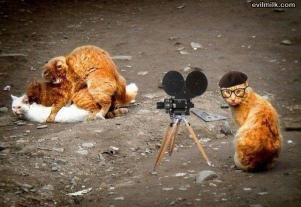 cat porn.jpg