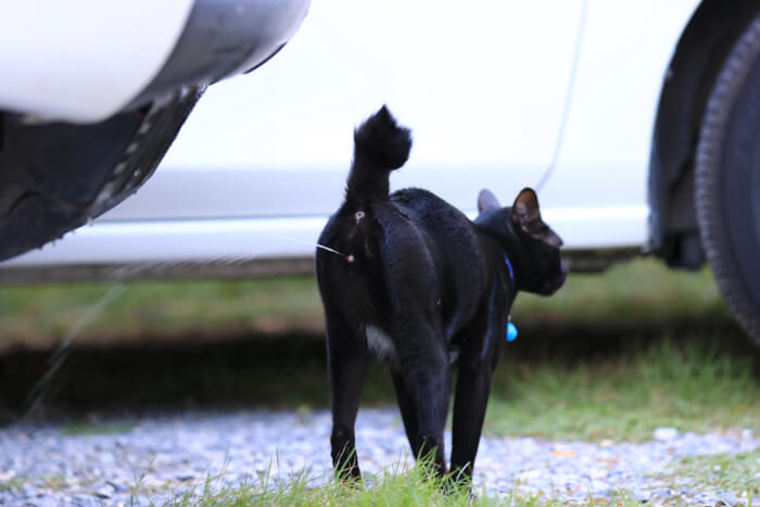 Cat-Spraying-.jpg