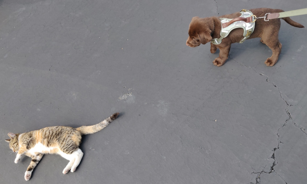 cat4.jpg
