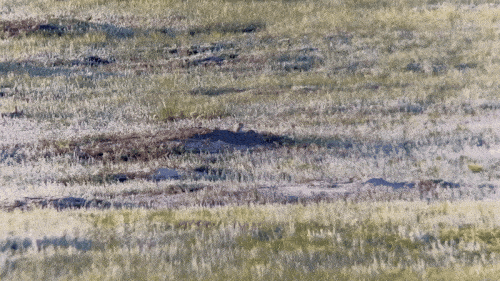CB3897A8-2116-4643-9F40-10587A1CC102.gif