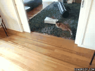cd596d19-8650-4194-93e0-d7148d7ae038.gif