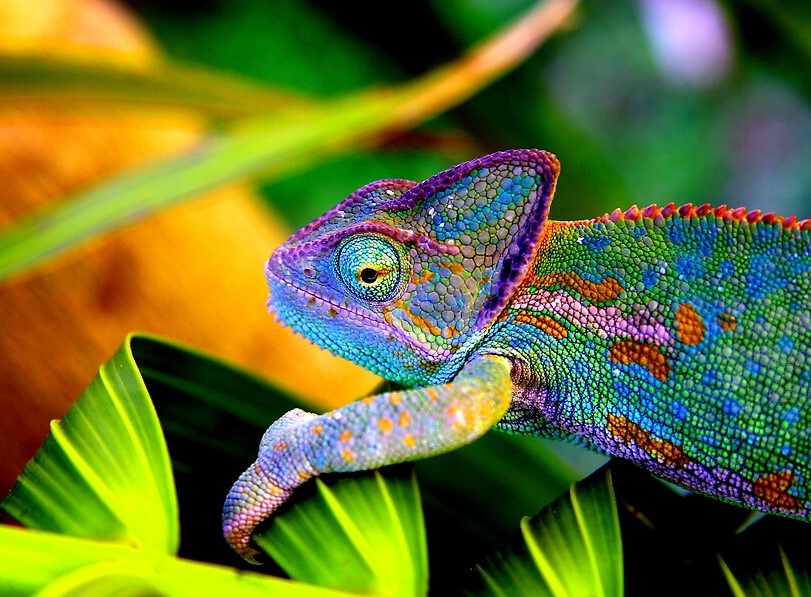chameleon (2).jpg