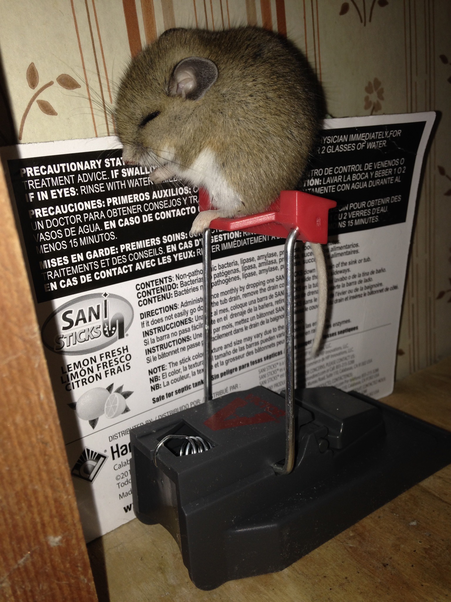 CheekyMouse.jpg