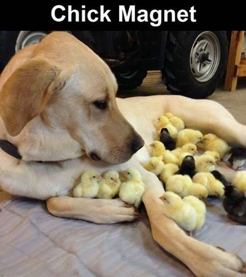 chick magnet.png