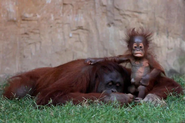 chimps.png