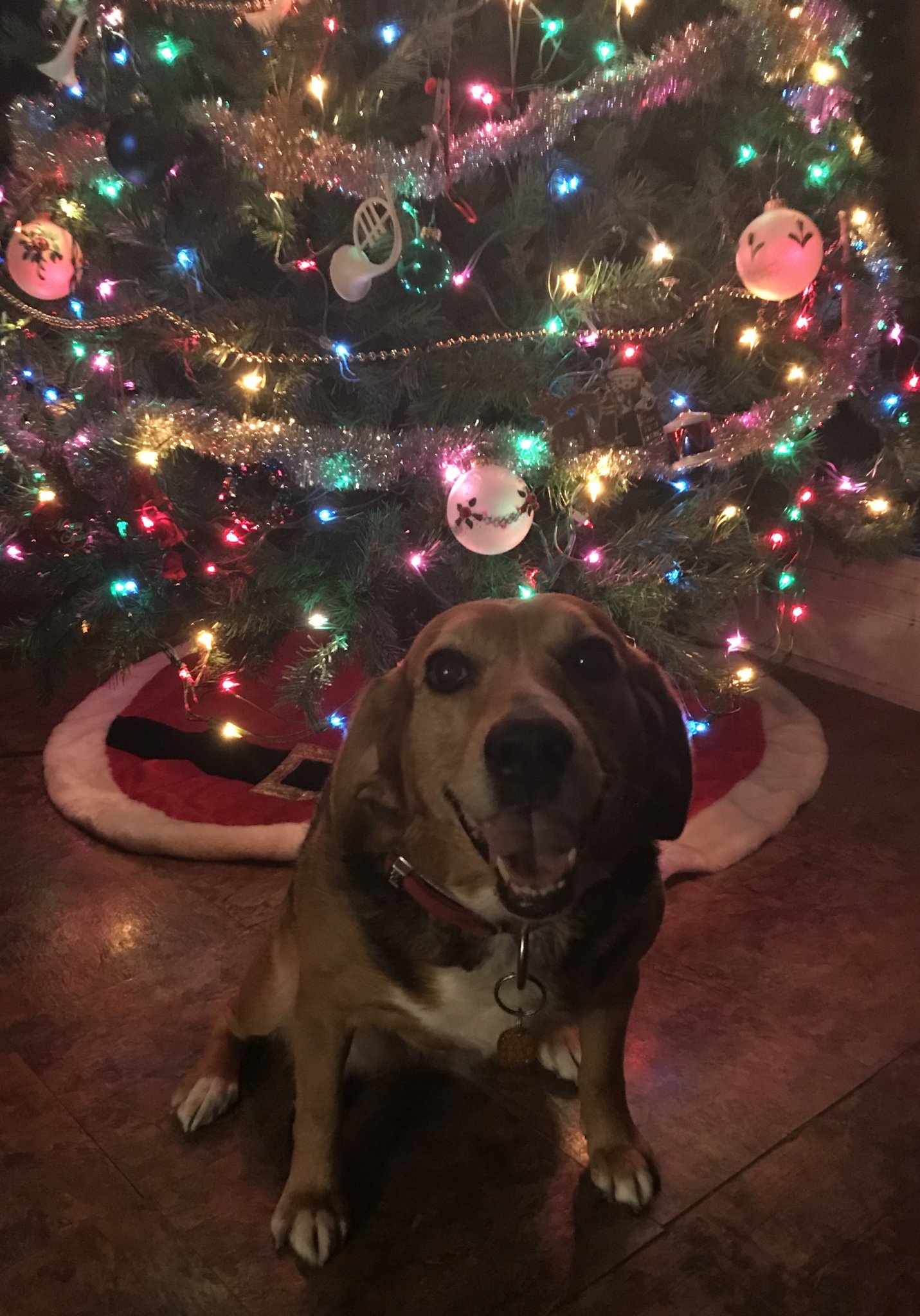 Chloe Christmas tree 2018.JPG