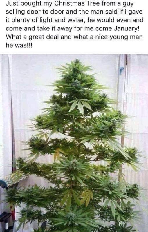 ChristmasTree.jpg