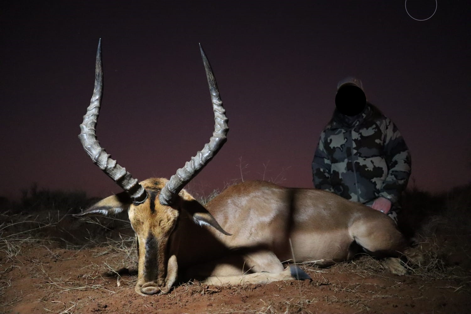 CIMPALA.JPG