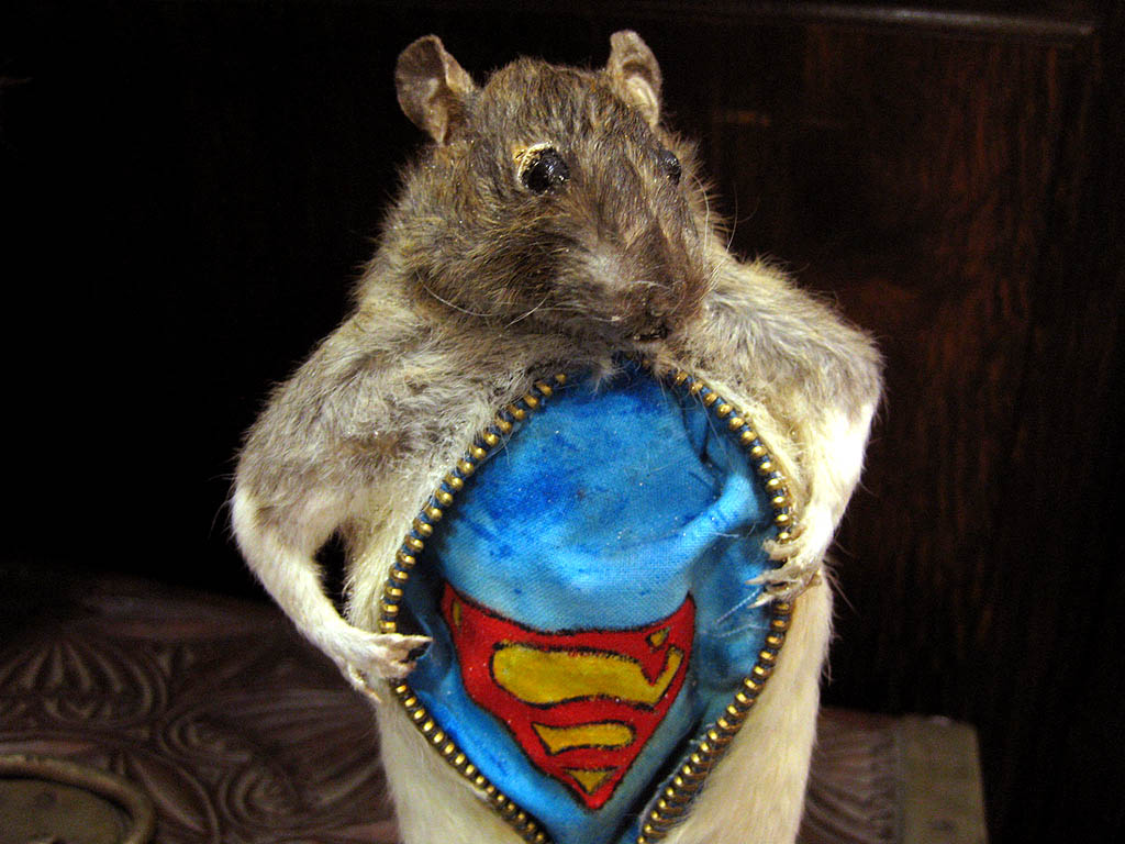 clark_kent_squirrel.jpg