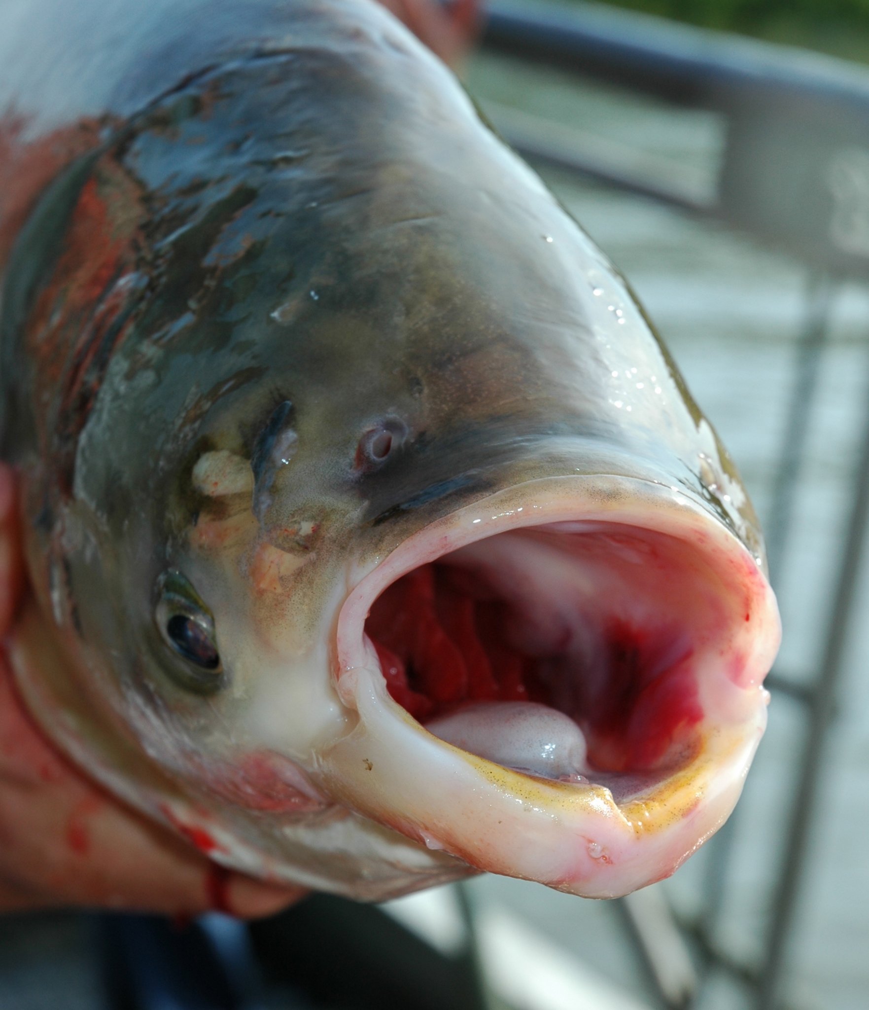 close-up-of-silver-carp-high-res-ted-lawrence.jpg