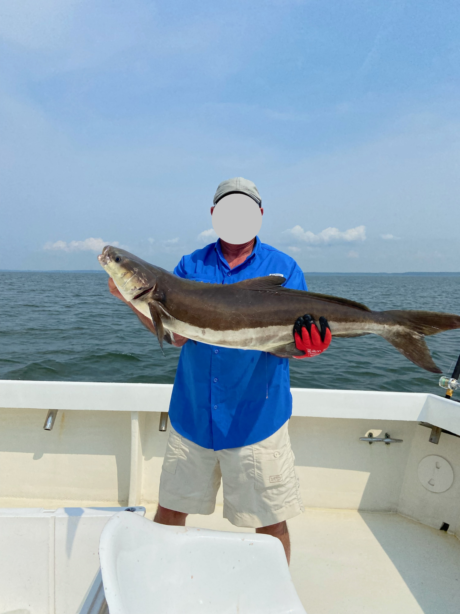 Cobia Sep 2021 w face marked out.png