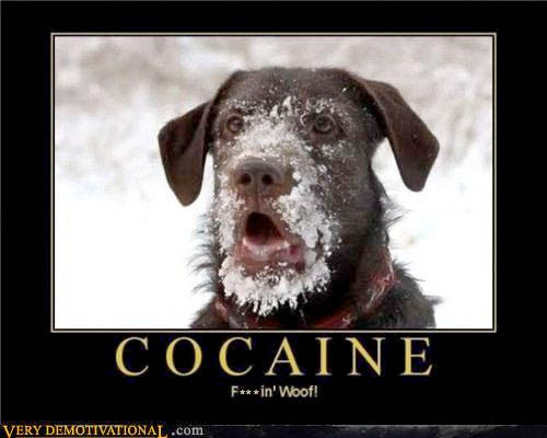 cocainep11.jpg