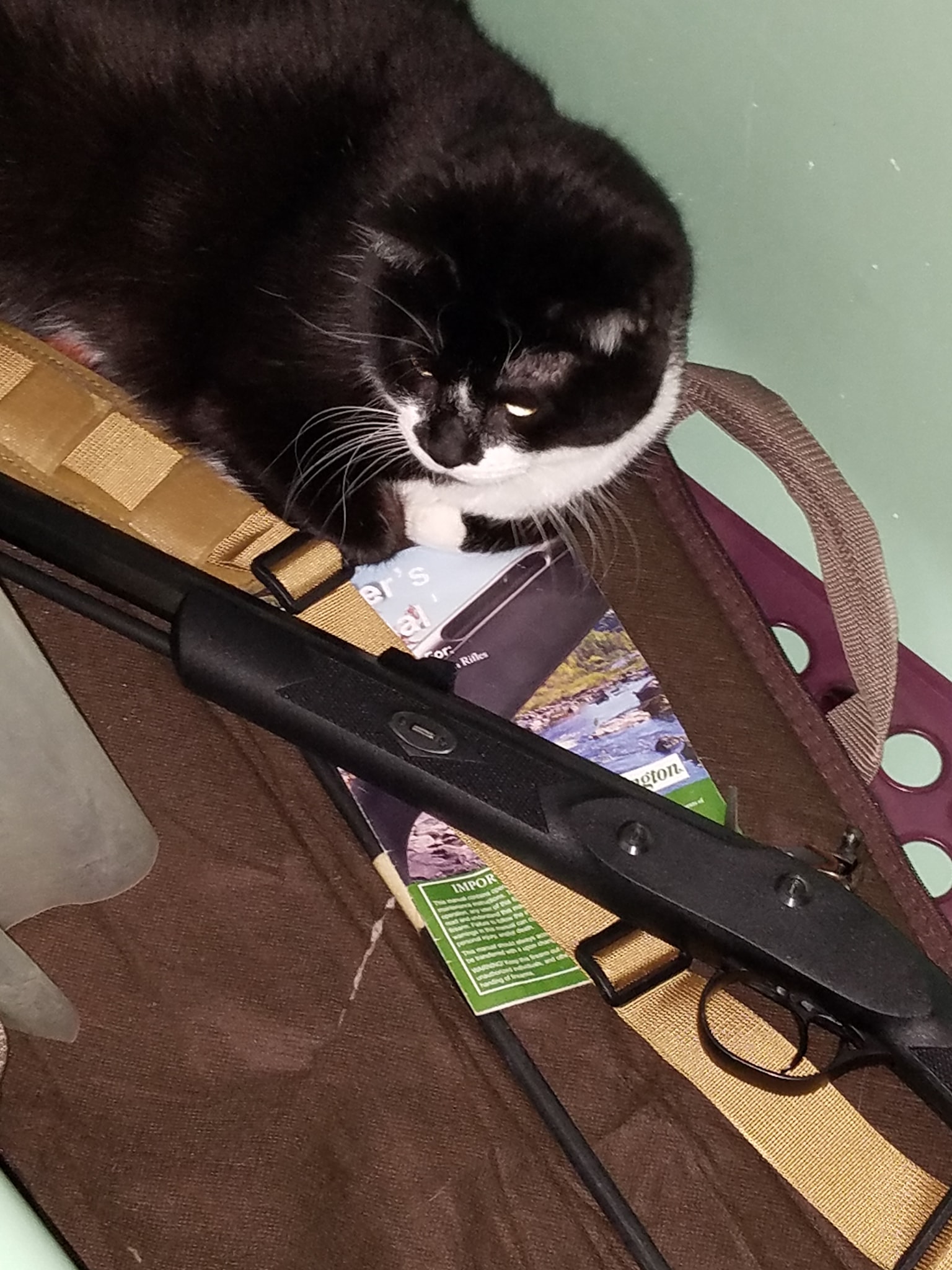 cold dead paws.jpg