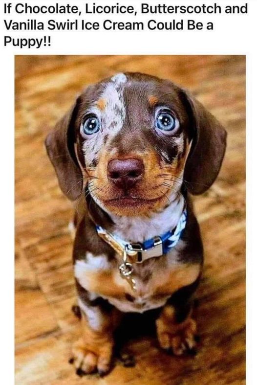 color pup.jpeg