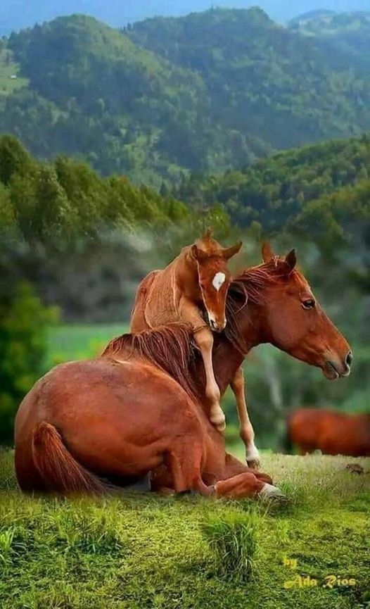 colt and mare.jpeg