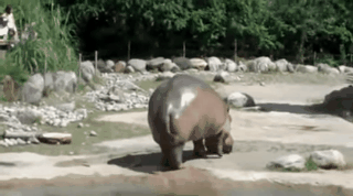 content-1493304250-animation-6.gif