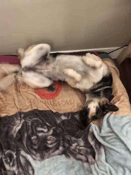 COokie Gif.gif