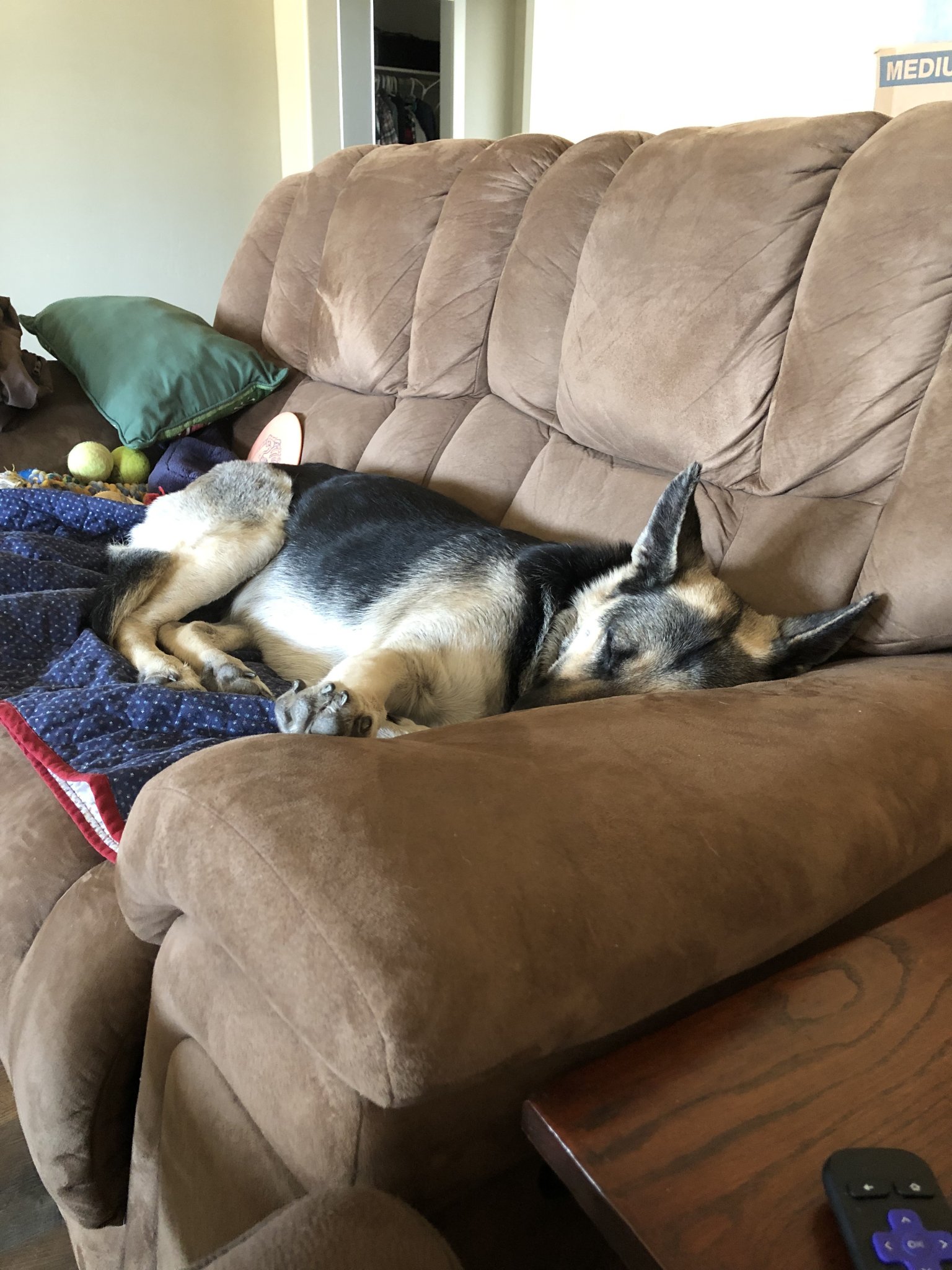 Cookie Sleep.JPG