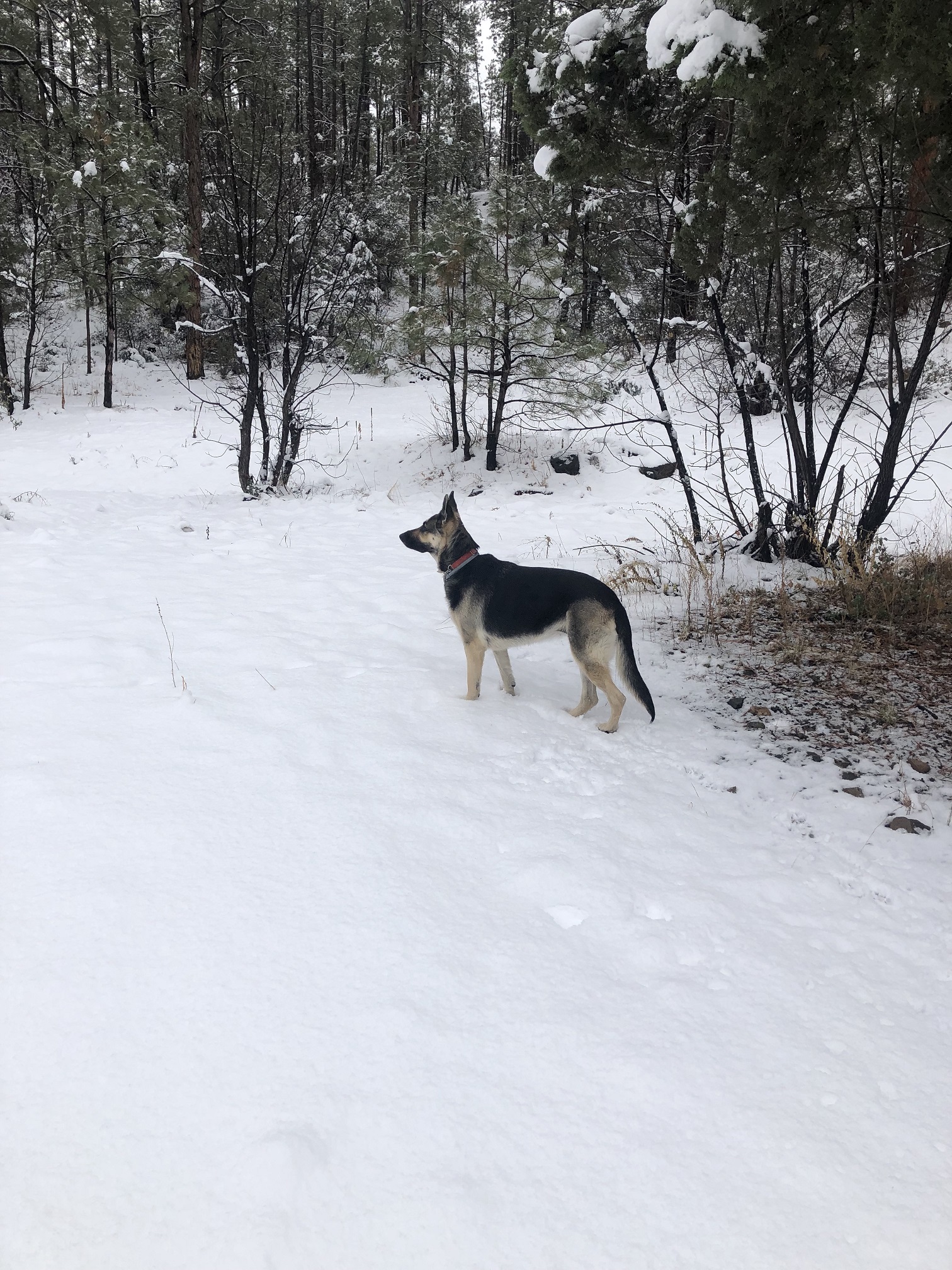 Cookie Snow.JPG