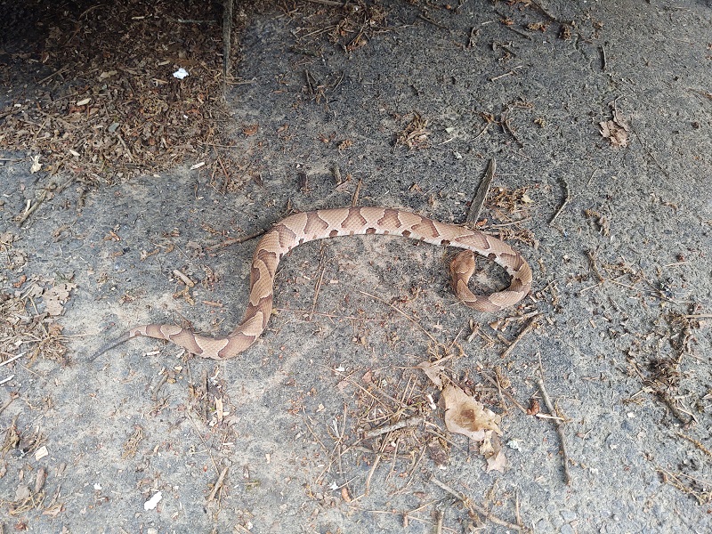 copperhead.jpg