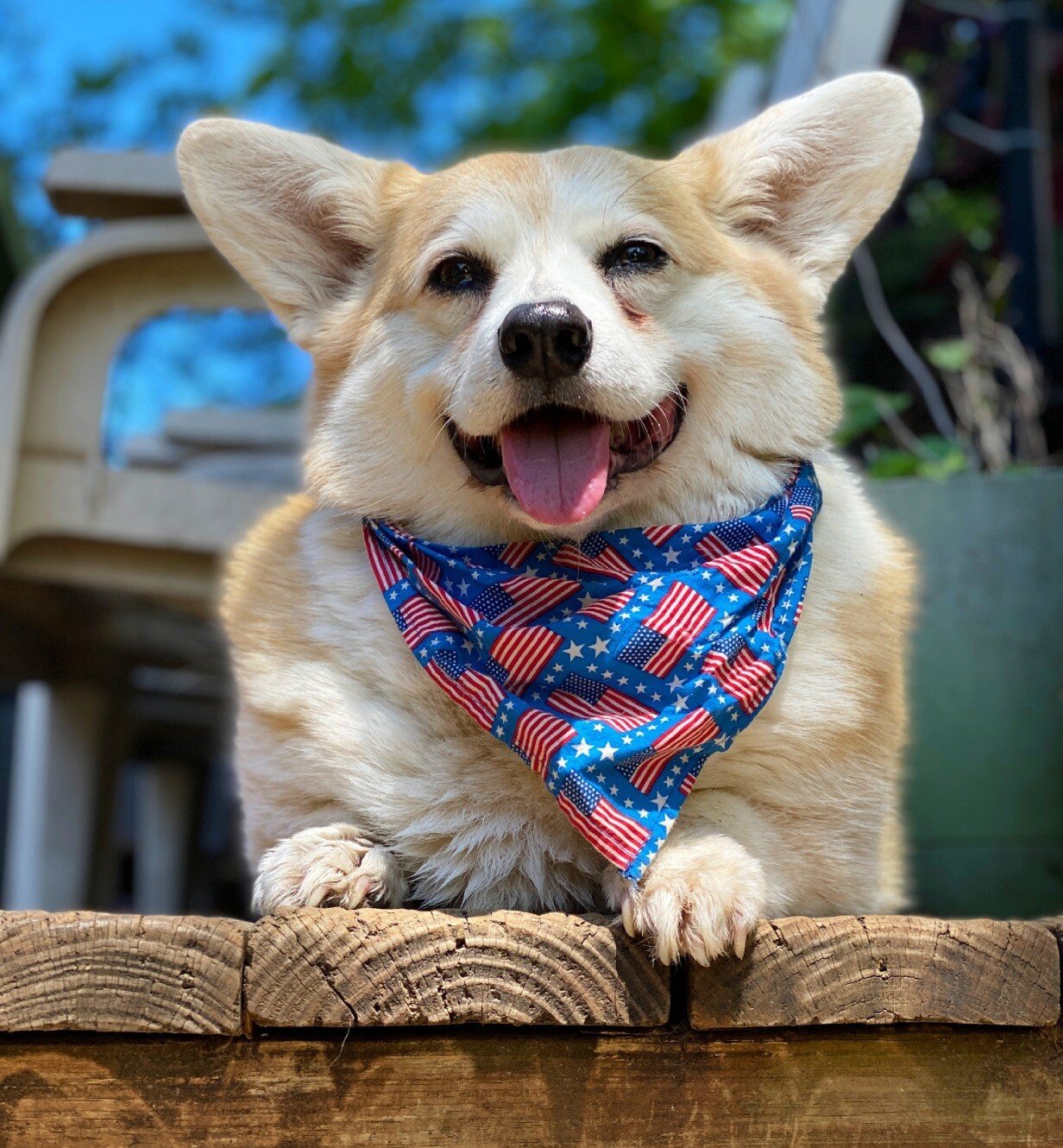 corgi bandana.jpeg