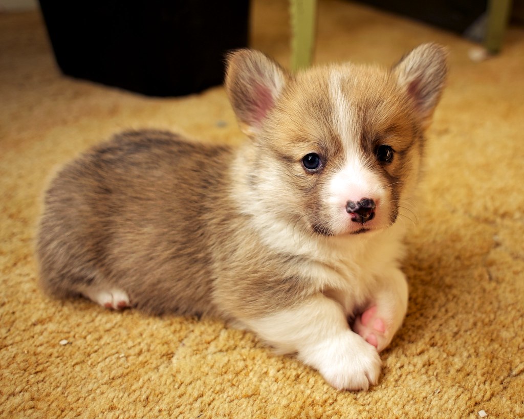 corgi pup.jpg