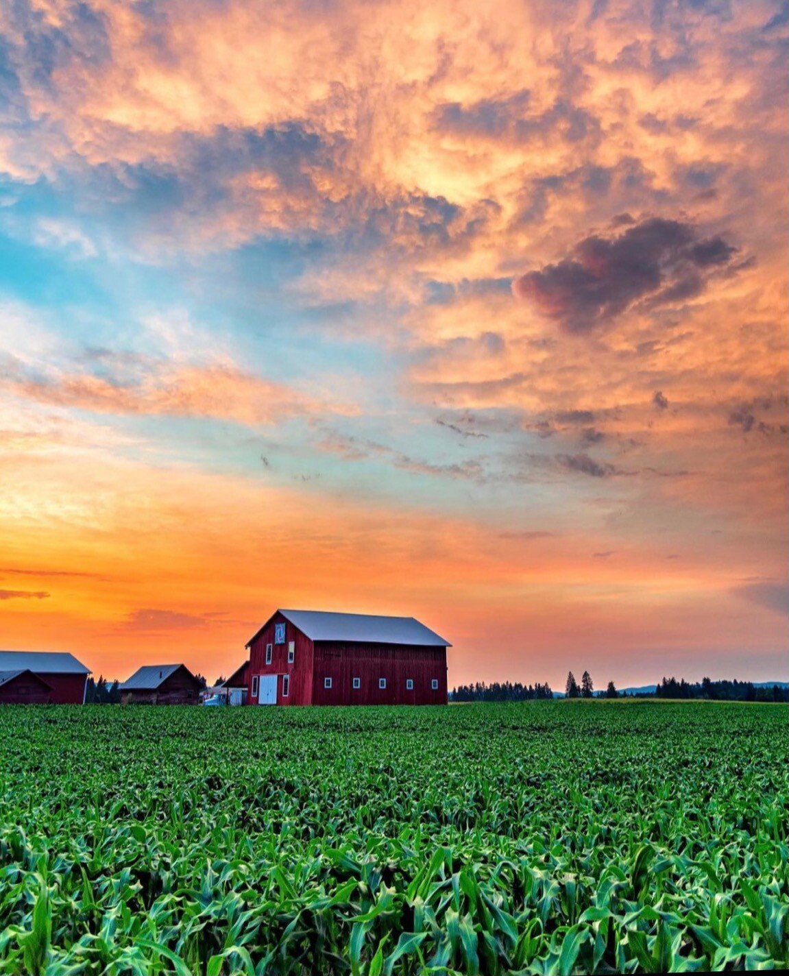 corn field.jpeg