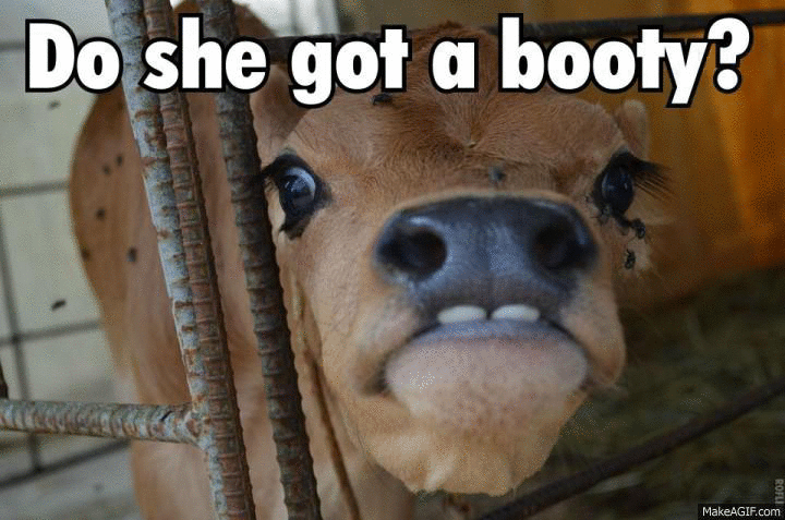 Cow-Checking-Out-If-Shes-Got-a-Booty-She-Doooo-.gif