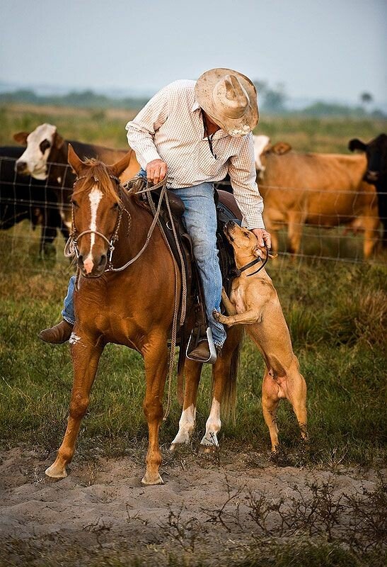 cowboy dog.jpeg